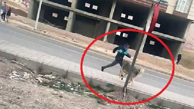 Sokak köpeği 4'ü çocuk 7 kişiyi ısırdı, Korkunç gerçek testler sonrası anlaşıldı