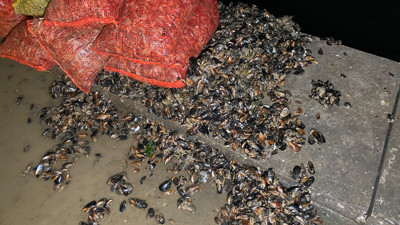 İstanbul'da kaçak midye avcılarına operasyon