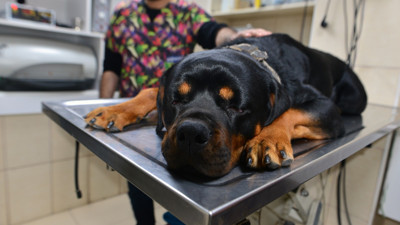 Veteriner uyardı: Evcil hayvanlarda cisim yutmak ölümlerine neden olabilir