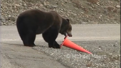 Trafikte hata yapanlara 'ayı' derken iki kez düşünün
