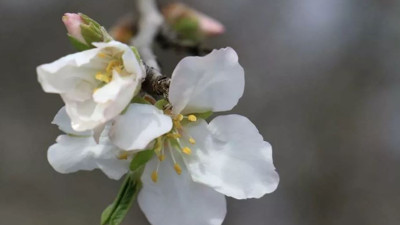Baharın müjdecisi cemre havaya düştü