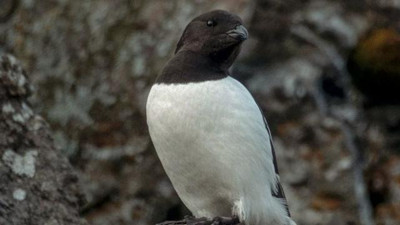 Danimarka sahilinde yüzlerce ölü kuş karaya vurdu