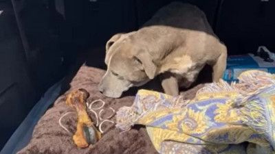 Kayıp ilanı verilen bir köpek 12 yıl sonra bulundu