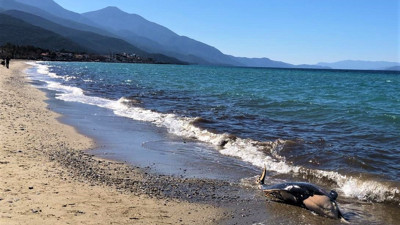 Deniz canlıları sahilde ölü olarak bulundu