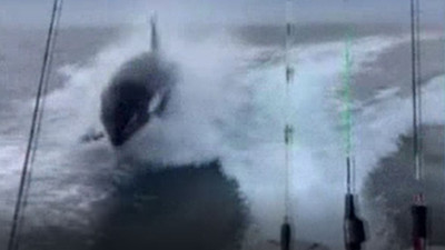 Katil balina tekne kovaladı