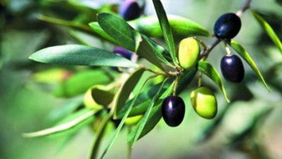Zeytinciler hedeflerini büyüttü