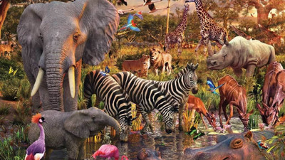 "Bu hayvanlar Türkiye'de var mıymış" diyeceğiniz türler