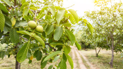 'Ceviz ağacının altında oturulmaz, adamı erken öldürür' sözü ne kadar doğru?