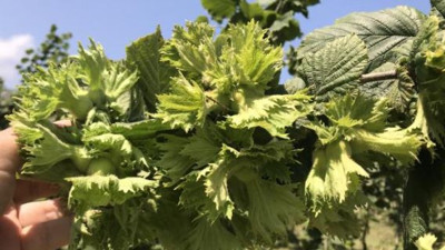 Fındık üreticilerine kritik uyarı