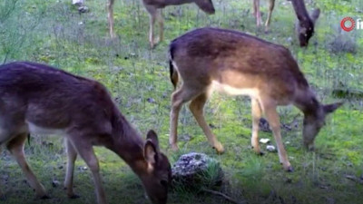 Yaban hayat foto-kapanda