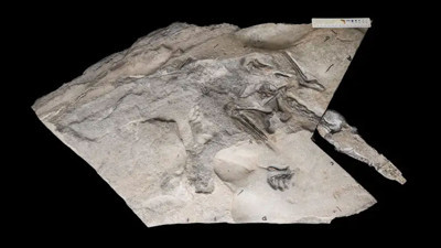 170 milyon yıllık devasa bir uçan sürüngen keşfedildi