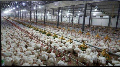 Beyaz et ihracatında artış