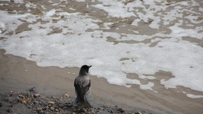Oltu Çayı deterjan gibi köpürdü