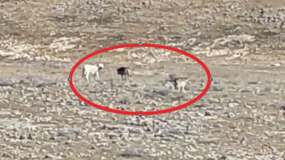 Çoban köpekleri ilk defa böyle görüntülendi. Çobanlar dondu kaldı