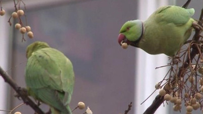 Kadıköy'ü papağanlar bastı