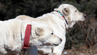 Akbaş çoban köpeklerinin ırk geçmişleri incelenecek