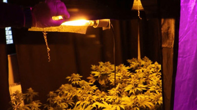 Apartman dairesinde kenevir yetiştirdiler!