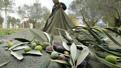 Zeytinlik alanlarda maden çalışmalarına izin verildi. Zeytinlikler yok edilecek