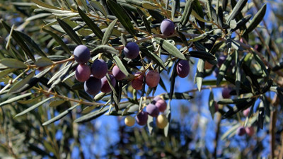 Murat Muratoğlu: Zeytin ağaçlarına kıyacaklar. Hani doğa dostuydunuz