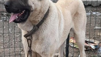 Kangal köpeğini çaldı, tanınmaması için bakın ne yaptı?