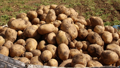 Patates deyip geçmeyin! Onun bile genetik kodu var