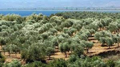 Flaş... İYİ Parti zeytinlikler için Danıştay'a başvurdu