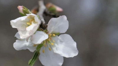 Son cemre toprağa düştü