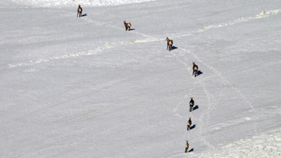 Şamua'lar, Tunceli’de görüntülendi