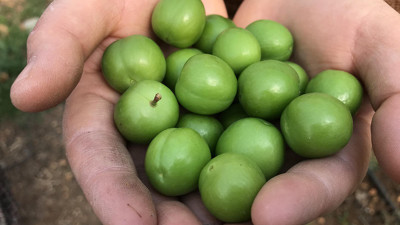 Erik yemek da hayal olacak! Yuh artık bu kadar da olmaz ki eriğin kilosu 600 lira...