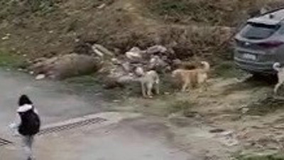 Başıboş köpekler öğrencilerin korkusu oldu