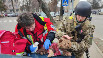 Savaşta yaralanan köpeği böyle tedavi ettiler. Savaş tüm canları, canlıları etkiliyor