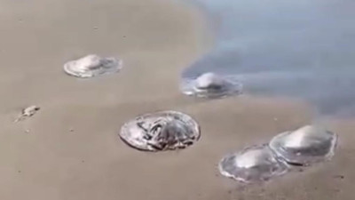 Balıkçılar, sahilde gezen vatandaşlar uzak durun 'Çok zehirli' uyarısı yapıldı