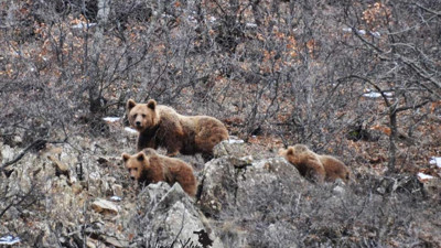 Uyanan ayıların kaban keçi avı