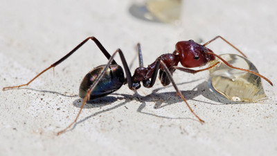 Karınca kanserli hücreyi ayırt edebiliyor
