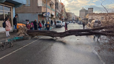 Dev dut ağacını dolu devirdi