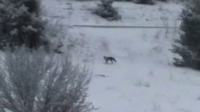 Karabük'te biri tilkiyi yemeğe davet etti, diğeri domuzlara ateş etti