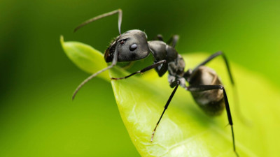 Bir karınca türü sadece koklayarak kanseri teşhis ediyor