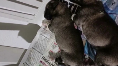 Kangal cinsi köpek yavrusunun inlemesi yürek burktu