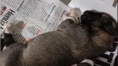 Yeni doğan yavru köpek 'anne' dedi. Herkes şaşkına döndü