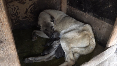 Yeni doğan yavru köpek, "Anne" dedi. İzleyenler duyduklarına inanamadı tekrar tekrar izledi