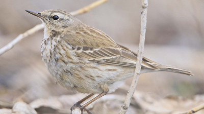 13 yıl sonra yeniden görüntülendi. UNESCO Kültür Mirası Listesi'nde yer alıyor