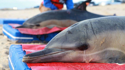 Balina ve yunuslar madem memeli canlılar, neden karaya vurduklarında ölürler?