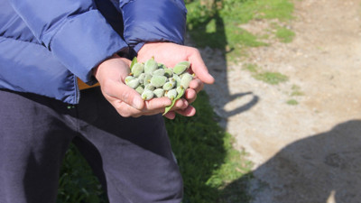 Datça'da mevsimin ilk badem çağlası hasadı başladı