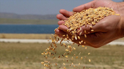 Toprak Mahsulleri Ofisi’nden buğday ithalatı kararı. Türk çiftçisinin suçu ne