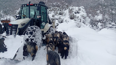 Rize'de karda mahsur kalan yavrular kurtarıldı