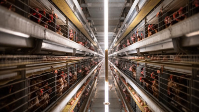 Kurumsal reformlar hayvanlar için neler sağlayabilir?