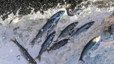 Sahil Güvenliğe bakın Van Gölü’nde hangi görev verildi