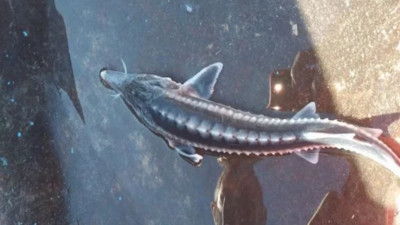 Karakaya Baraj Gölü'nde Mersin balığı yakalandı