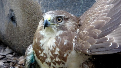 Kızıl şahin tedavi altında