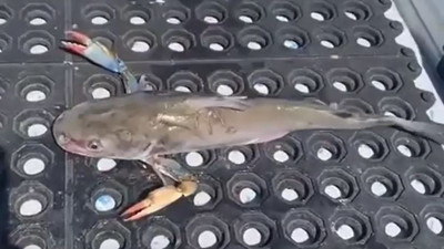 Özel oltasıyla kıskaçlı balık yakaladı